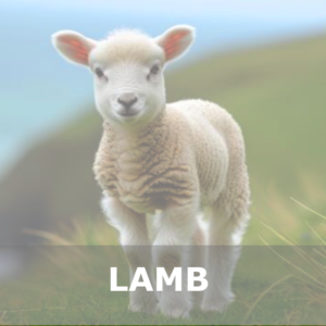 Lamb Rubs